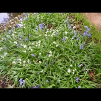 Hyacinthoides non-scripta Chouard, subsp Non-Scripta X Hispanica, Miller Kerguelen (2)